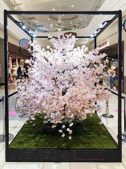 春、桜満開を演出したショッピングモールの通路ディスプレイ