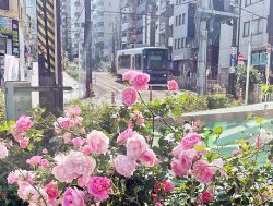 平和マネキンの東京本部にある大塚駅に咲くバラ