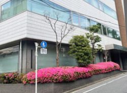 平和マネキン東京本部の前の花壇に咲く赤いつつじの花