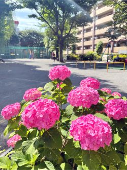 平和マネキンの東京本部の隣にある公園に咲くアジサイ