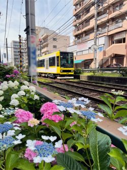 大塚の路面電車線路沿いのアジサイは、平和マネキンの素直で前向きな印象と一緒です。