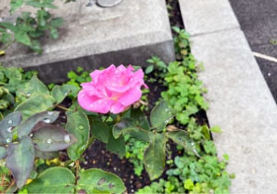 平和マネキン東京本部の事務所の前の花壇にさく赤い花