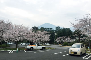 大分県別府市の桜と鶴見山